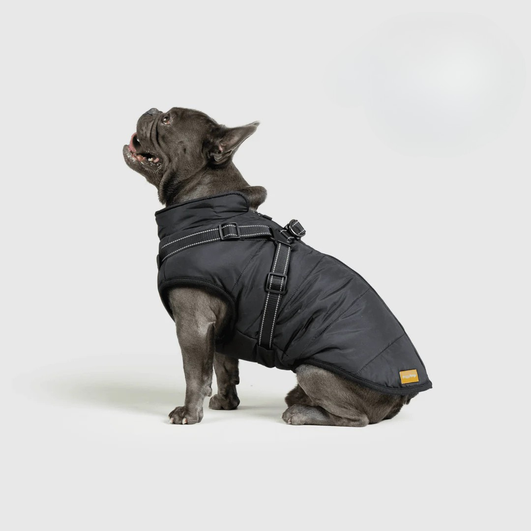Ploofdog™️— Le compagnon parfait pour affronter le froid et la pluie