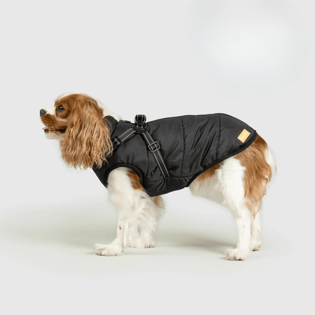Ploofdog™️— Le compagnon parfait pour affronter le froid et la pluie