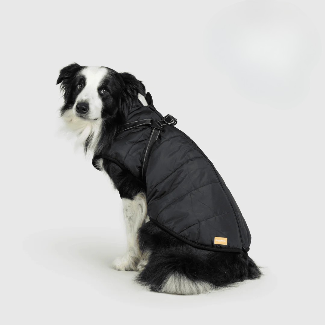 Ploofdog™️— Le compagnon parfait pour affronter le froid et la pluie