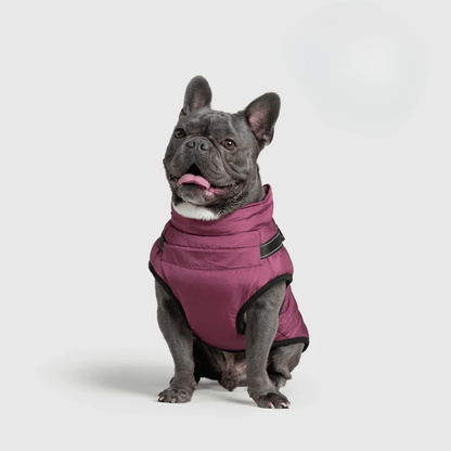 Ploofdog™️— Le compagnon parfait pour affronter le froid et la pluie