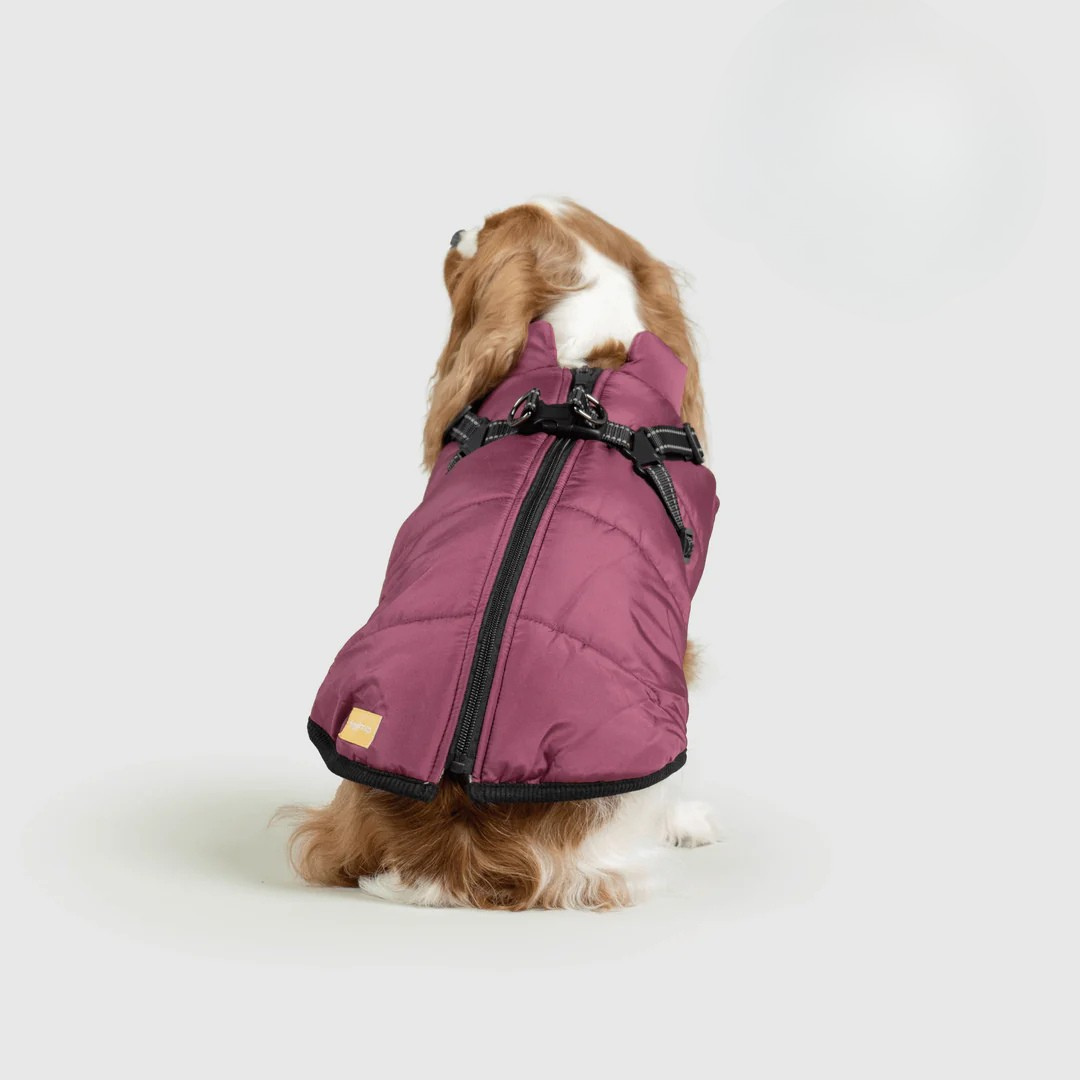 Ploofdog™️— Le compagnon parfait pour affronter le froid et la pluie