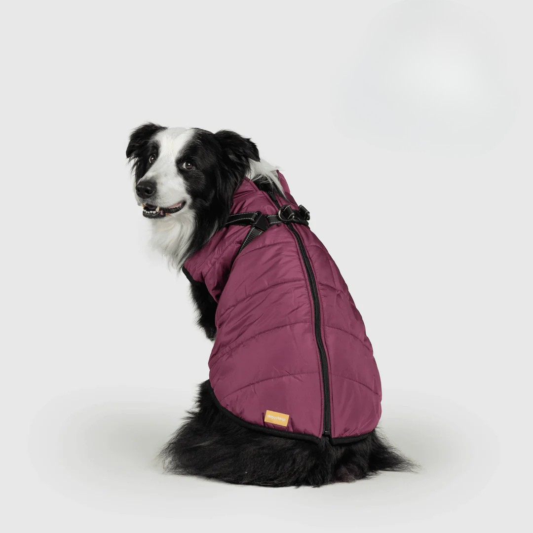 Ploofdog™️— Le compagnon parfait pour affronter le froid et la pluie