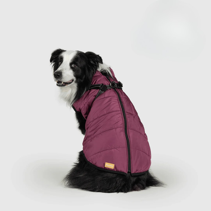 Ploofdog™️— Le compagnon parfait pour affronter le froid et la pluie