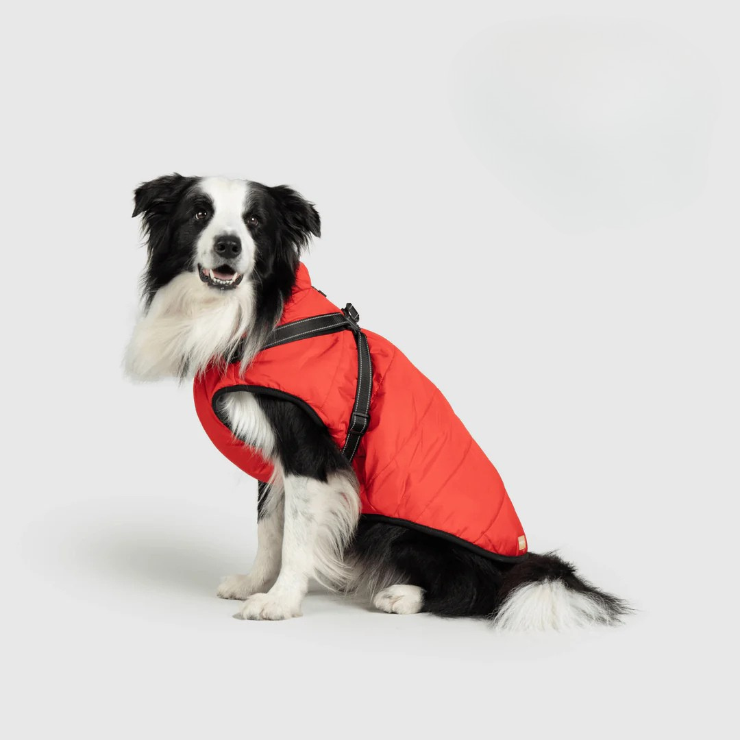 Ploofdog™️— Le compagnon parfait pour affronter le froid et la pluie