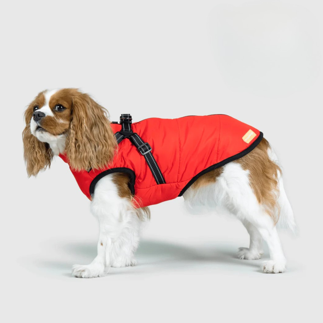 Ploofdog™️— Le compagnon parfait pour affronter le froid et la pluie